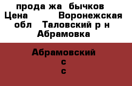 прода;жа  бычков › Цена ­ 250 - Воронежская обл., Таловский р-н, Абрамовка (Абрамовский с/с) п. Животные и растения » Другие животные   . Воронежская обл.